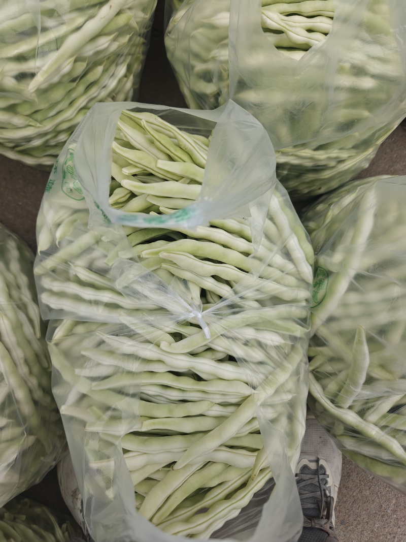 白不老芸豆