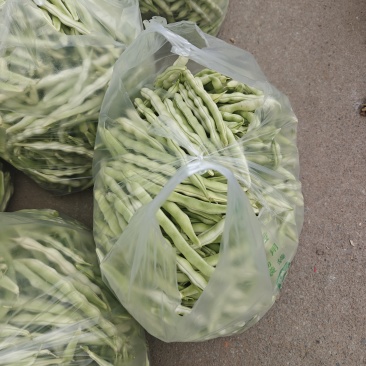 白不老芸豆