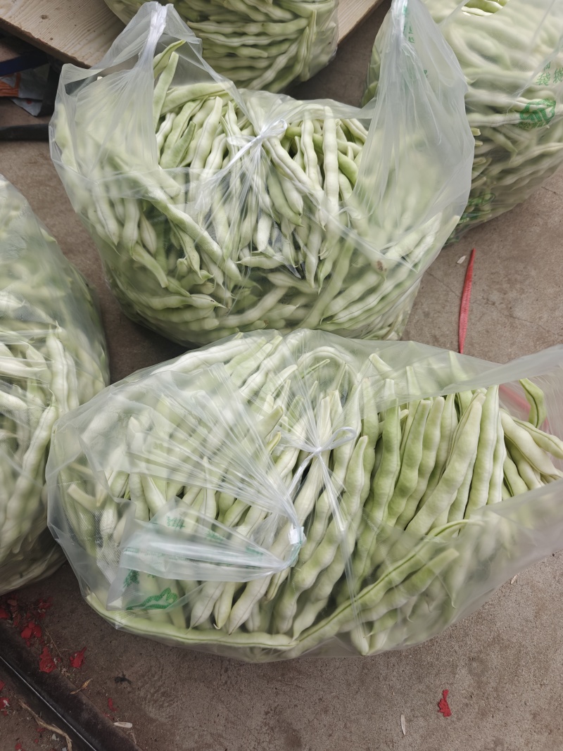 白不老芸豆