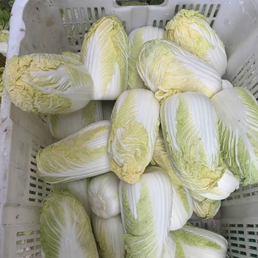 净菜0.85一斤，均重1斤半到2斤。毛菜30一袋，一袋36颗