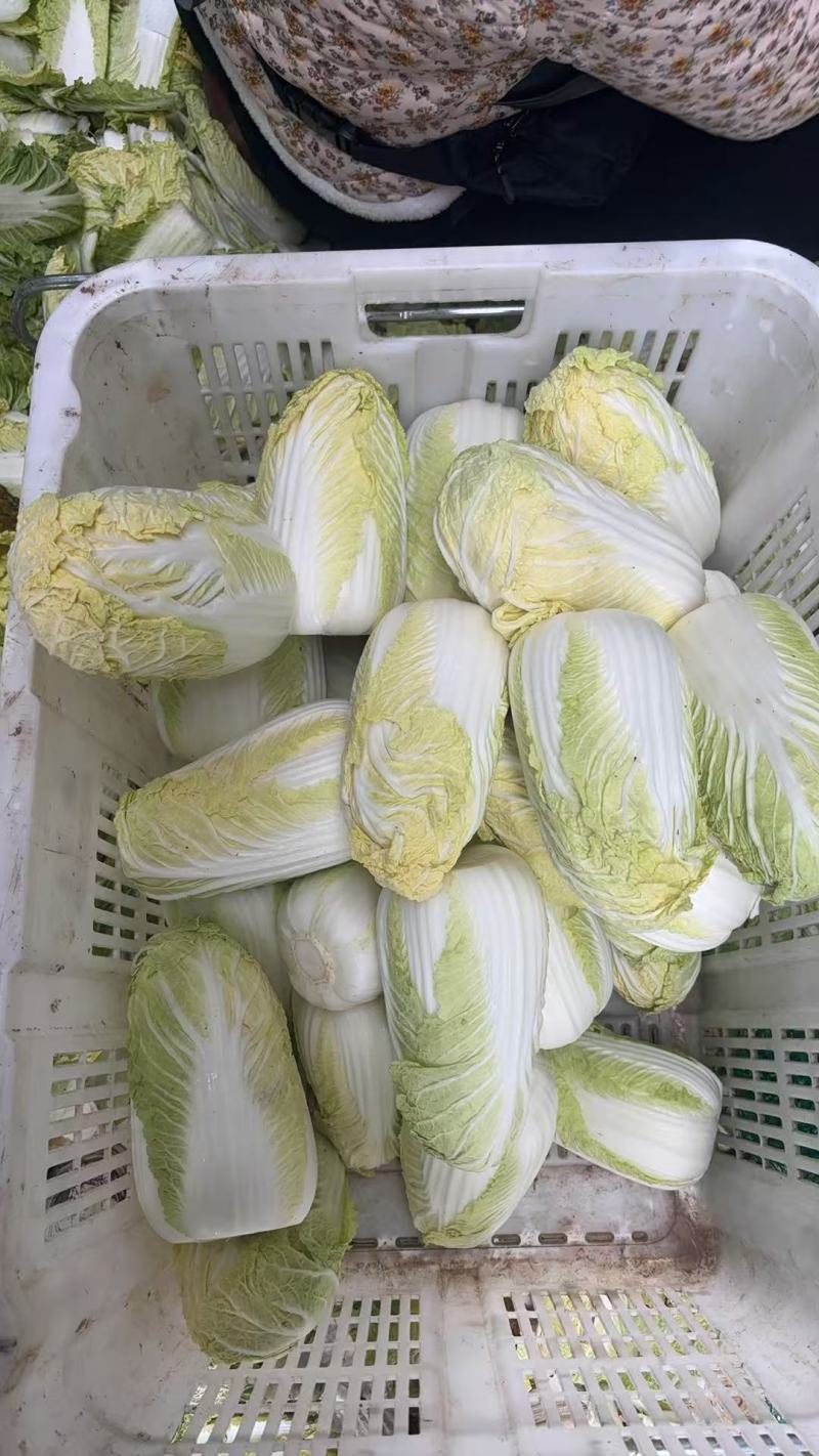 净菜0.85一斤，均重1斤半到2斤。毛菜30一袋，一袋36颗