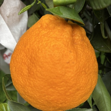 丑橘