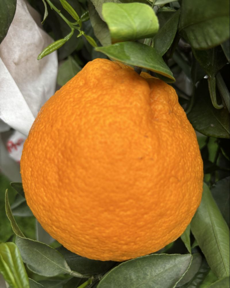 丑橘