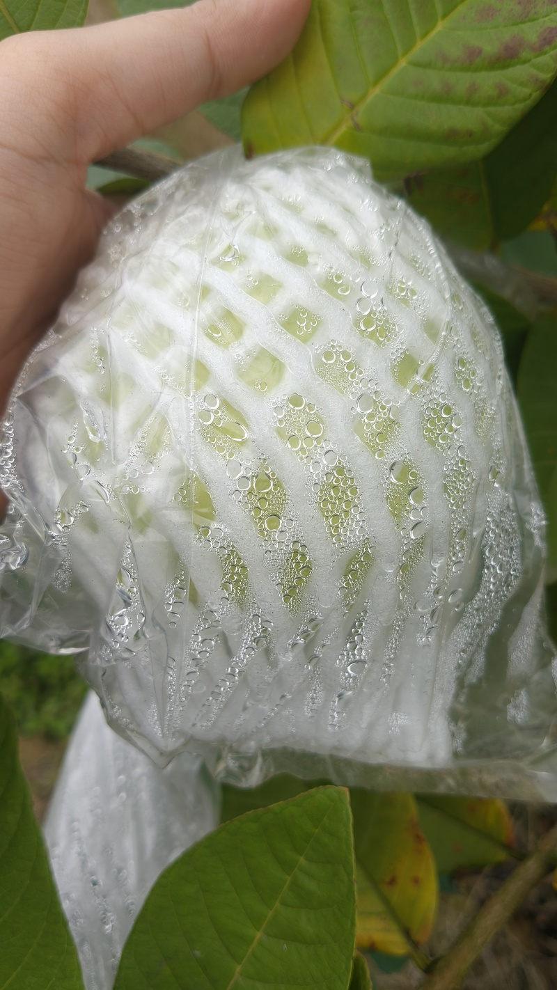 番石榴