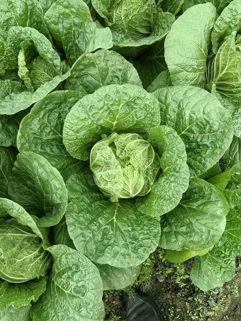 黄心大白菜一手货源产地直发！