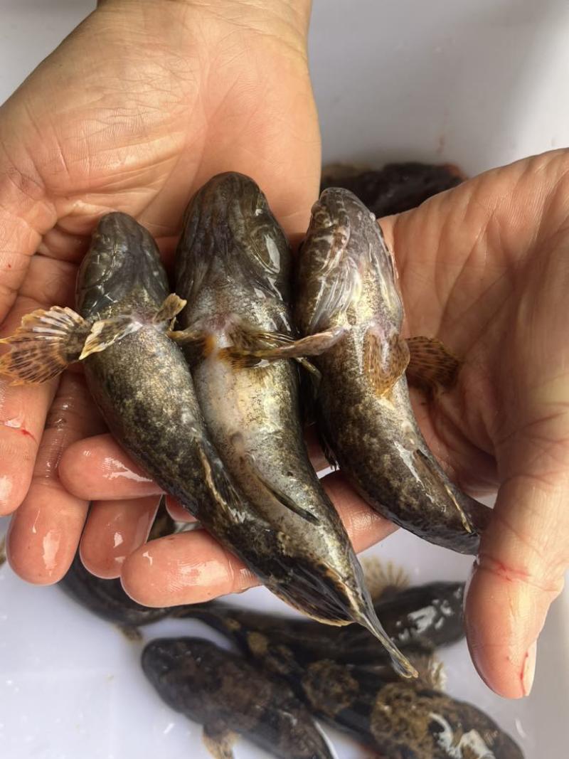 湖南永州生态溪流沙塘鳢鲜活宰杀10斤起批