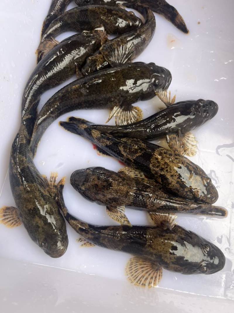 湖南永州生态溪流沙塘鳢鲜活宰杀10斤起批