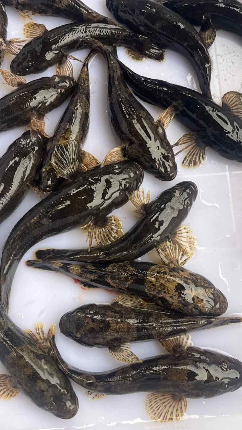 湖南永州生态溪流沙塘鳢鲜活宰杀10斤起批