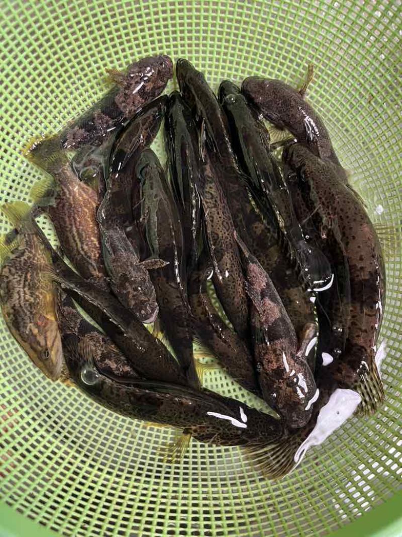湖南永州生态溪流沙塘鳢鲜活宰杀10斤起批