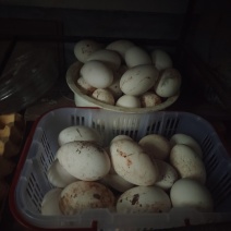 鹅蛋有1000个