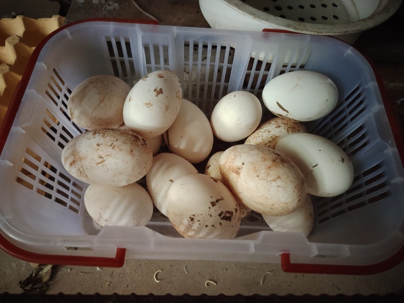鹅蛋有1000个