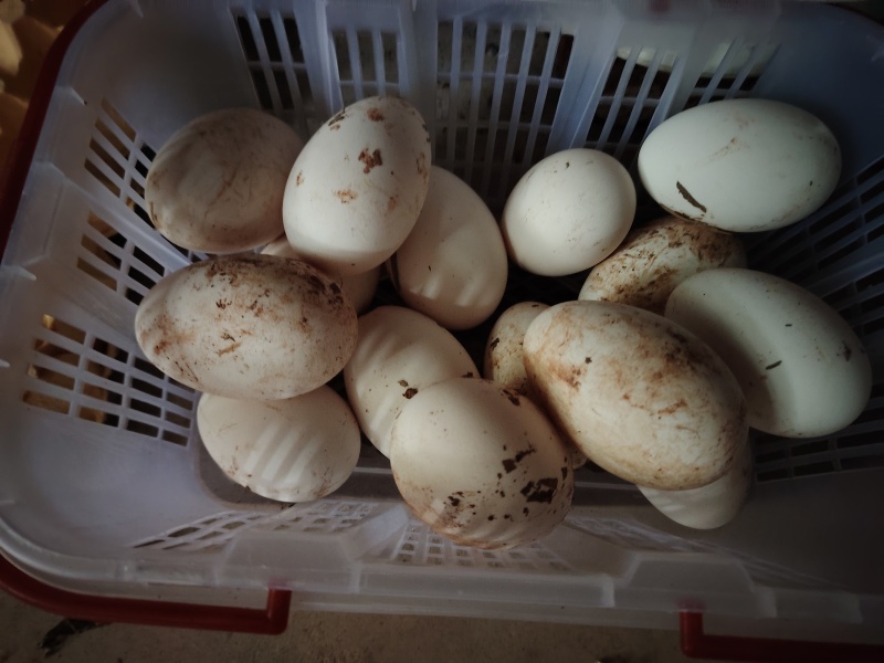 鹅蛋有1000个