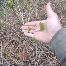 湘西高山滕茶