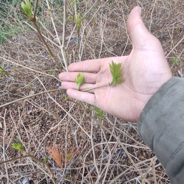 湘西高山滕茶