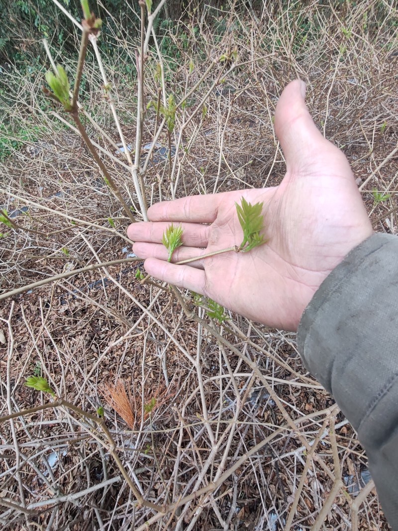 湘西高山滕茶