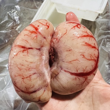 鸭腰子工厂直发质量保证