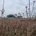 香椿芽