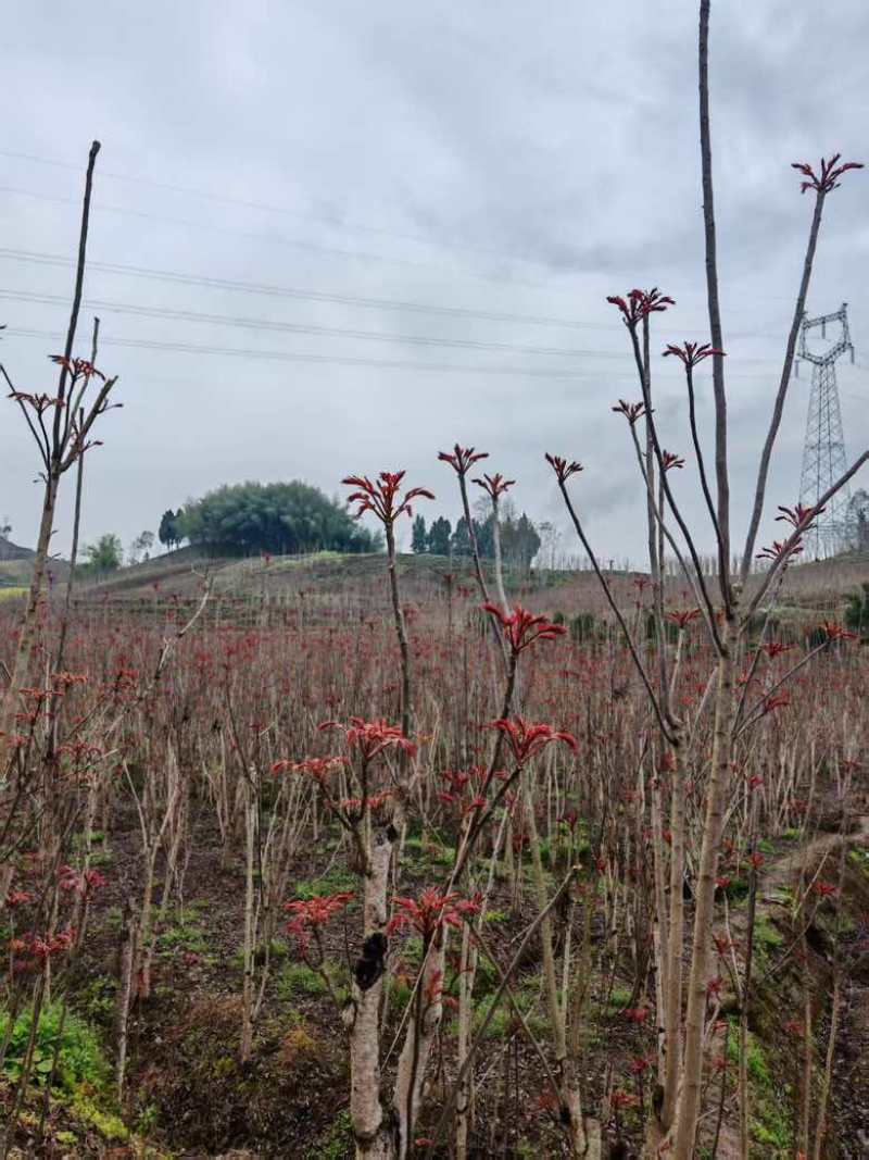 香椿芽