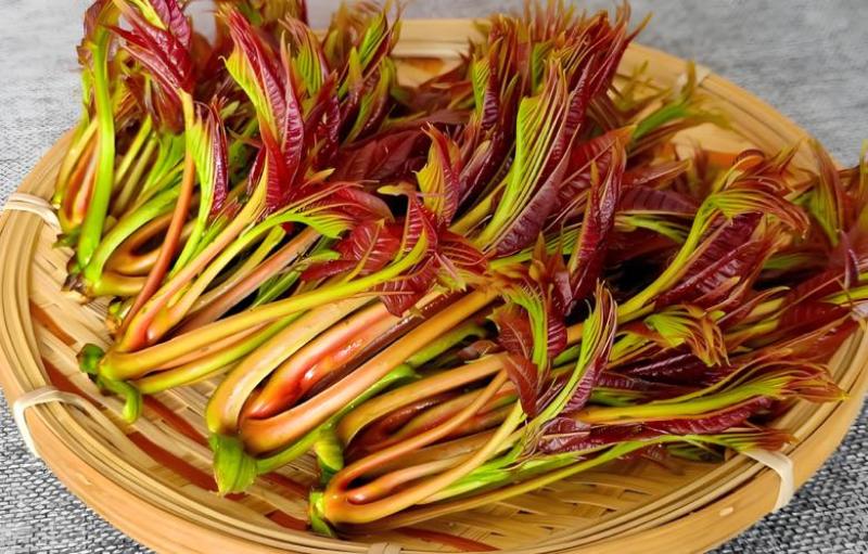 香椿芽