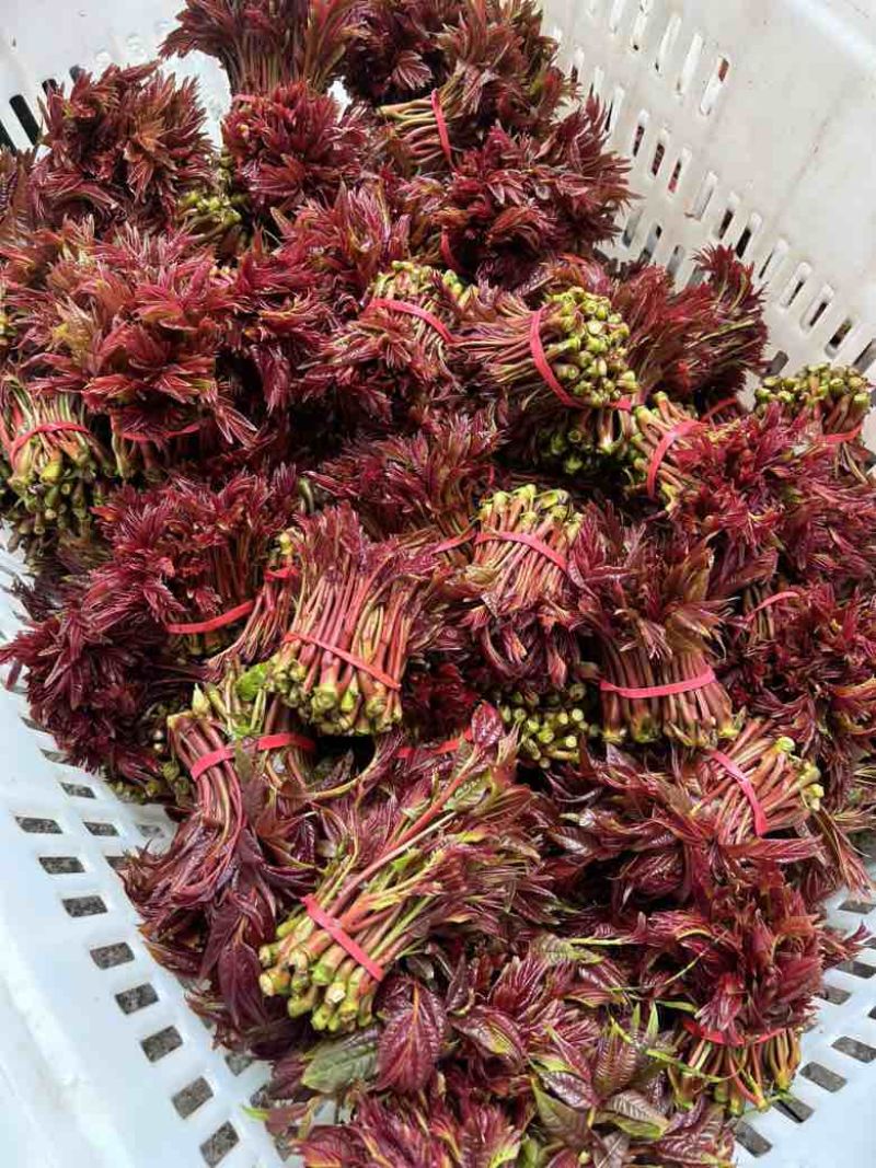 香椿芽