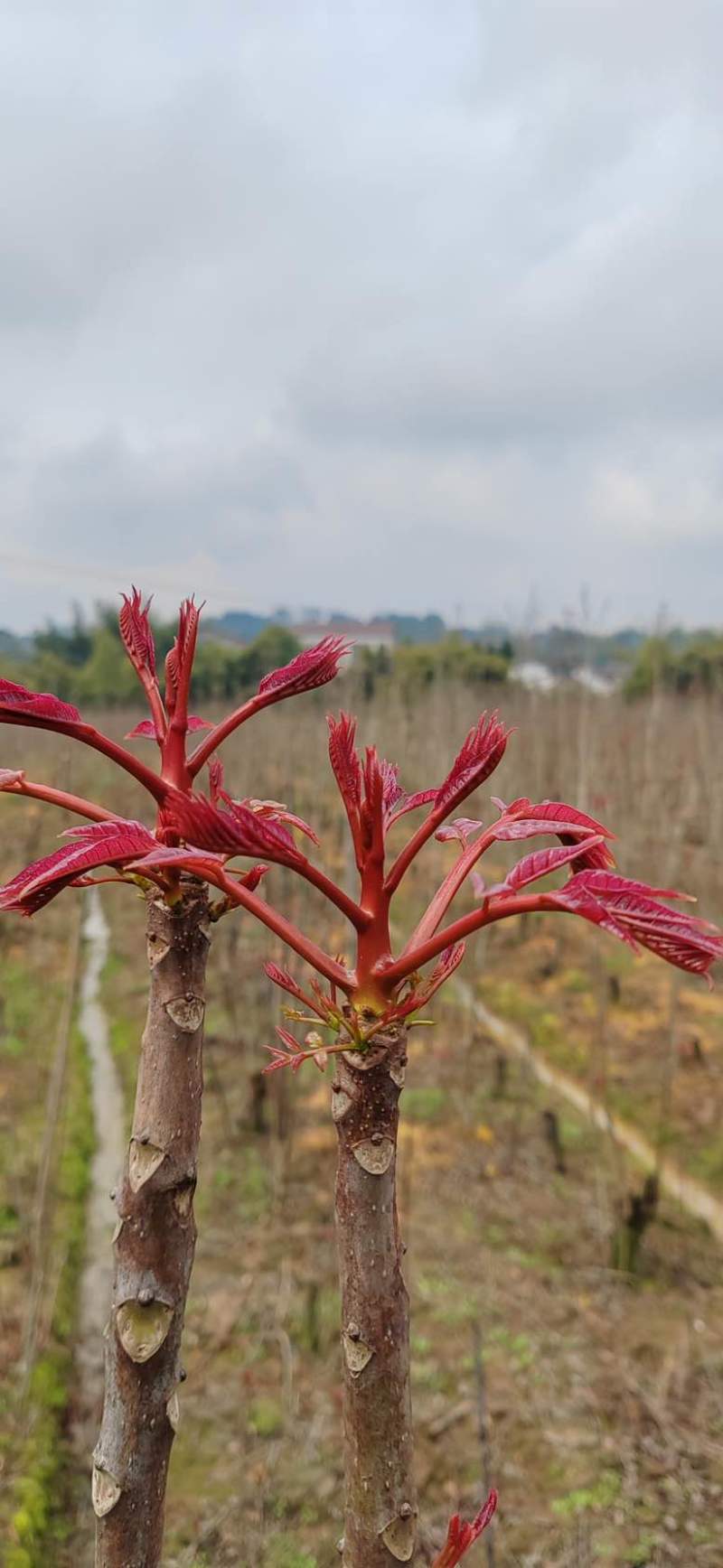 香椿芽