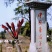 香椿芽
