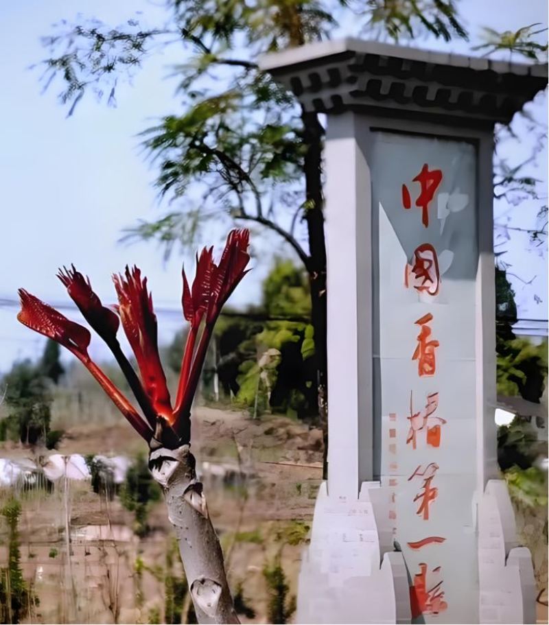 香椿芽