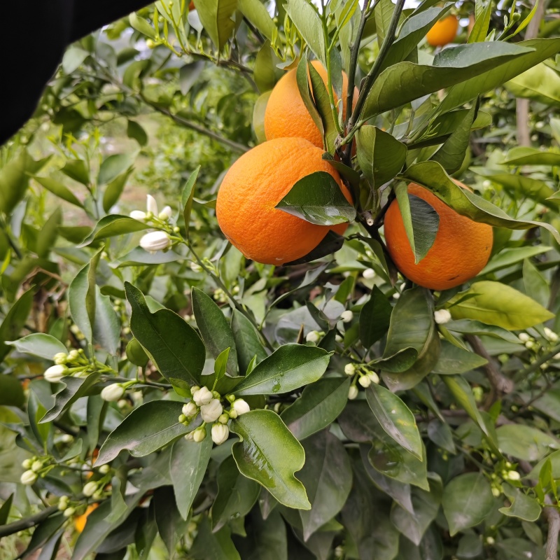 资中血橙