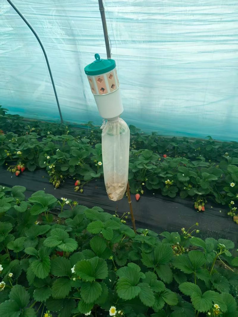 杀虫灯诱捕器粘虫板