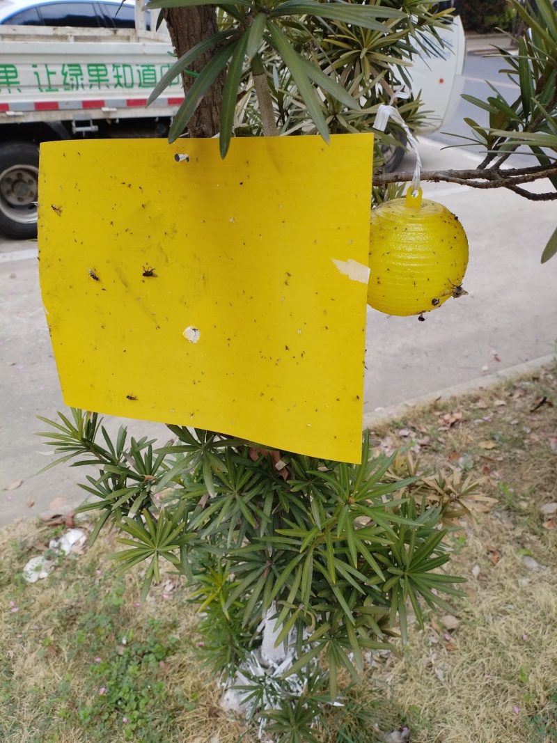 杀虫灯诱捕器粘虫板