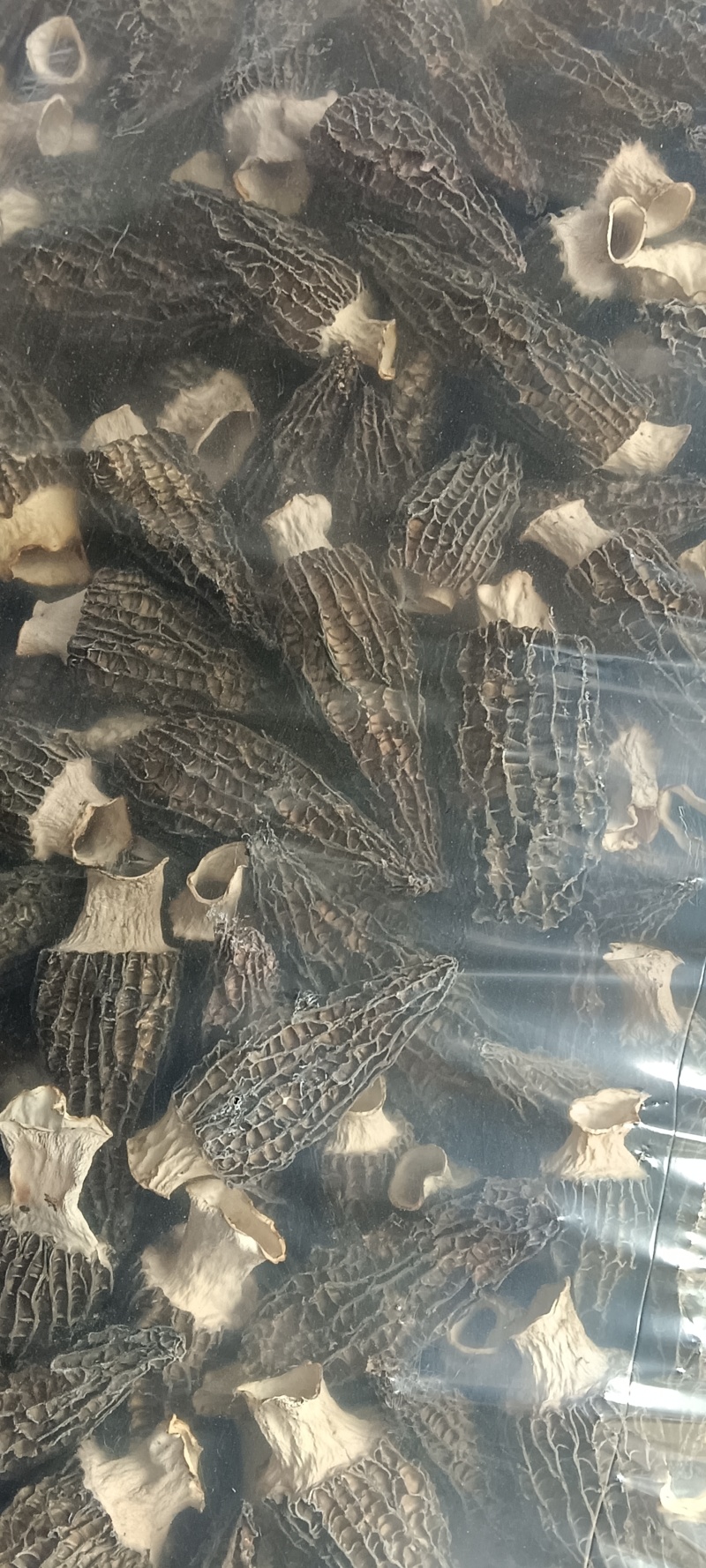 农产品羊肚菌个大肉厚