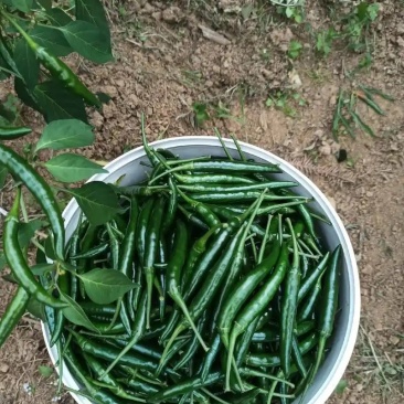 青小米辣