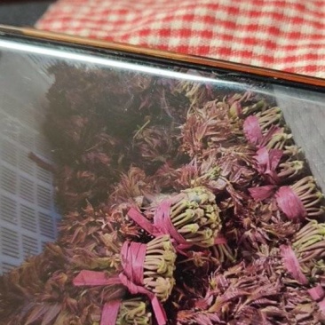 头莅红香椿