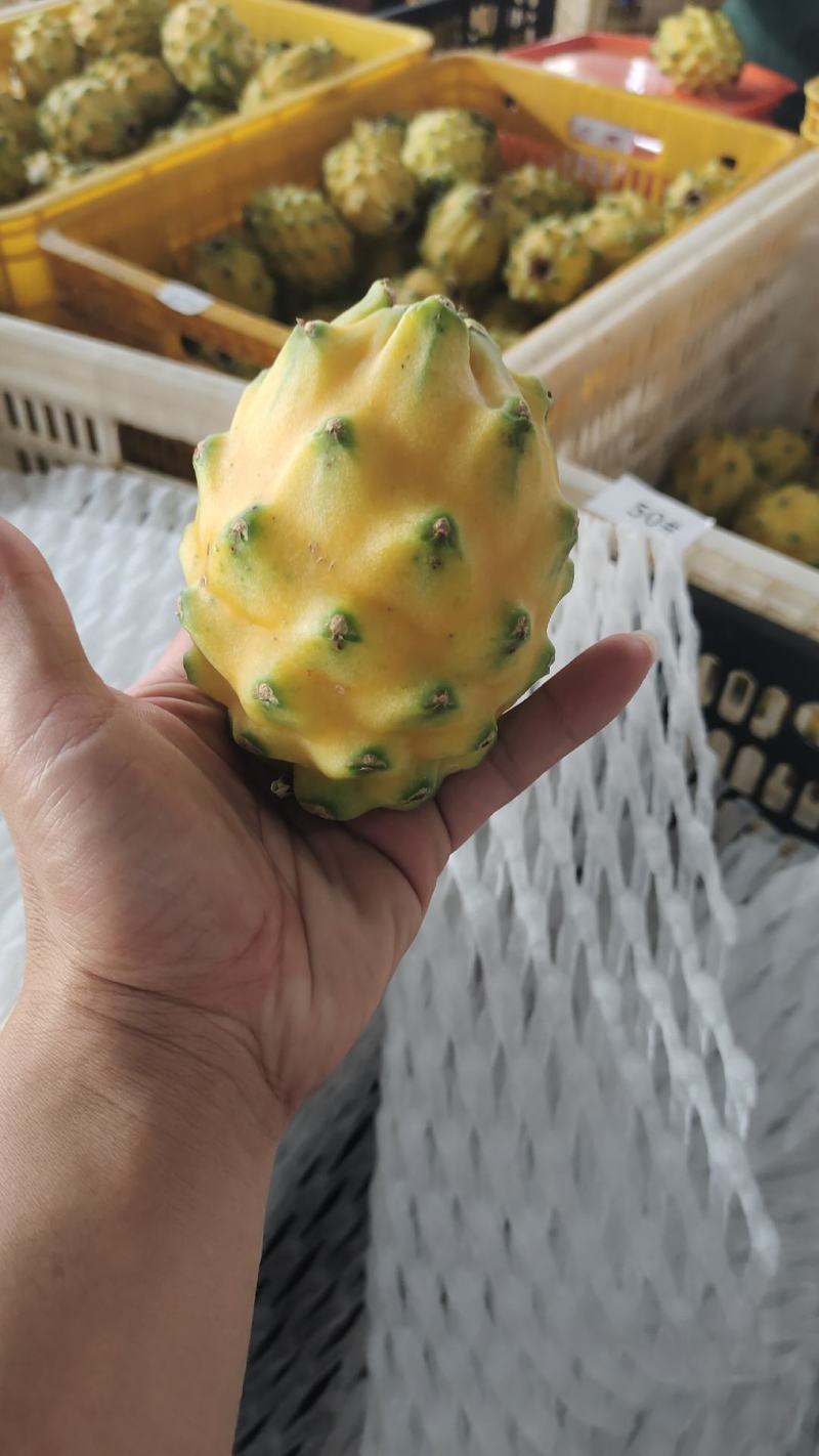 燕窝果，麒麟果