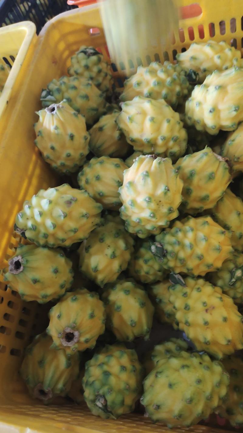 燕窝果，麒麟果