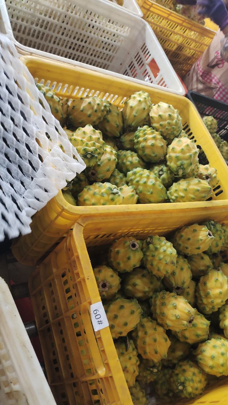 燕窝果，麒麟果