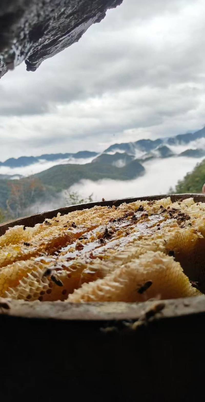 正宗野生土蜂蜜，120元/斤包邮.