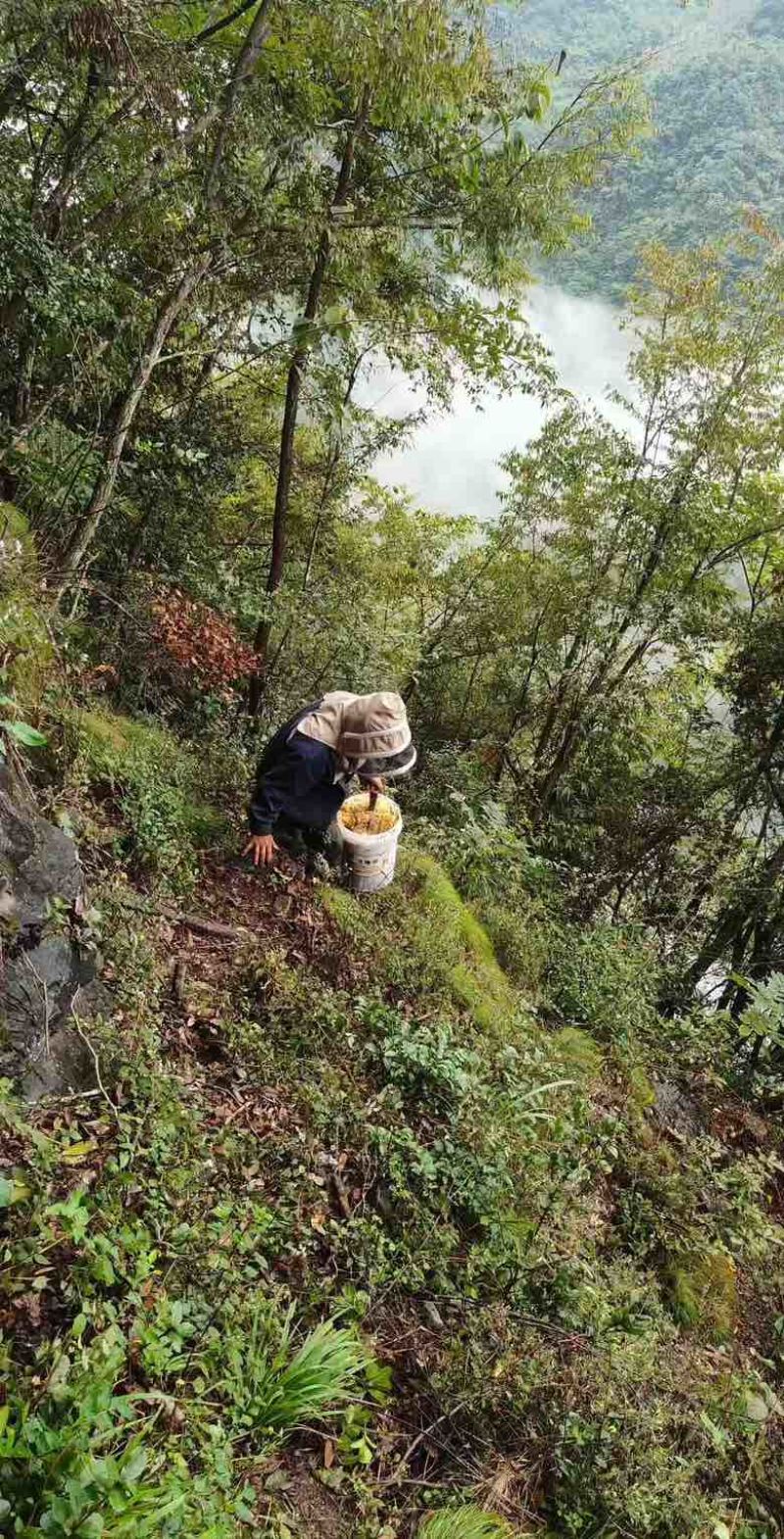 正宗野生土蜂蜜，120元/斤包邮.