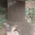 正宗野生土蜂蜜，120元/斤包邮.