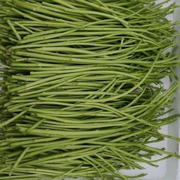 芦蒿新鲜采摘