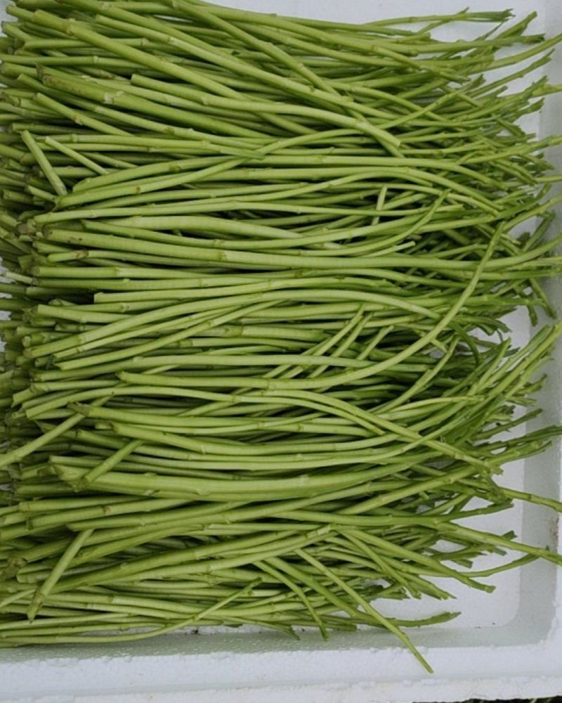 芦蒿新鲜采摘