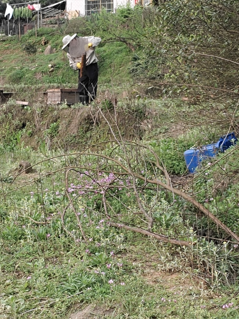 野生土蜂蜜