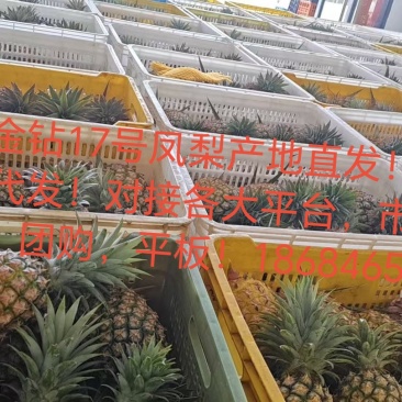 金钻17号