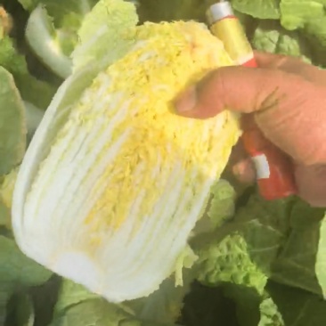 大娃娃菜
