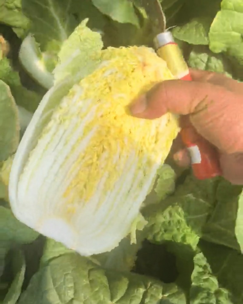 大娃娃菜