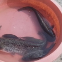 鱼