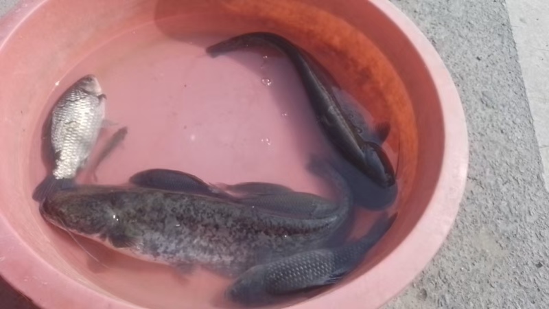 鱼