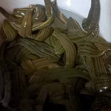 蚂蝗有没有人要？