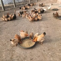 想吃纯正的土鸡蛋来，纯粮食喂养