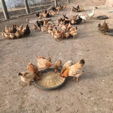 想吃纯正的土鸡蛋来，纯粮食喂养